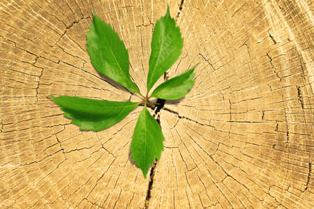 Tree stump and green plant