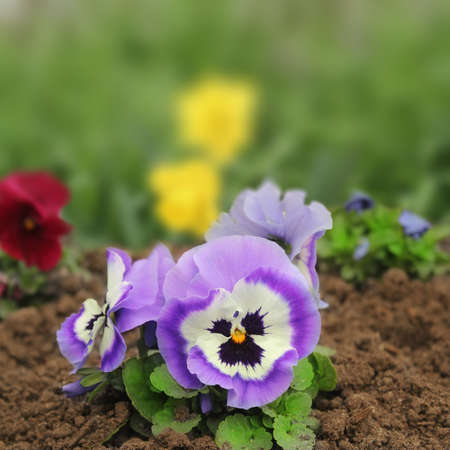 Purple Pansy