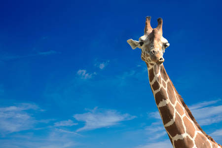 giraffe on blue sky background.の写真素材