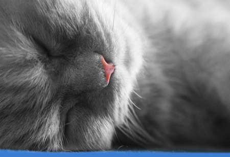 Sleeping grey kitten close upの写真素材