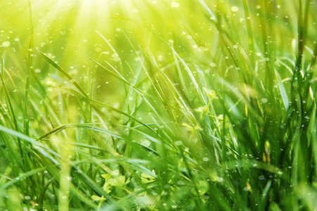 Fresh green grass abstract backgroundの写真素材