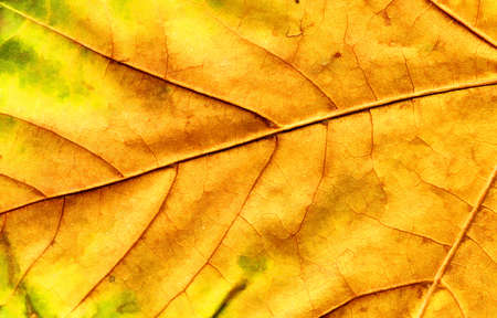 colorful autumn leaf as background