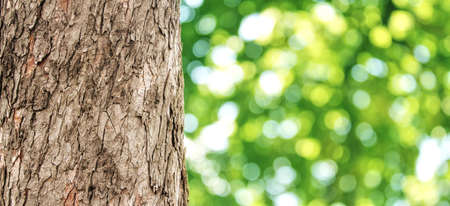 Green nature background with bokehの写真素材