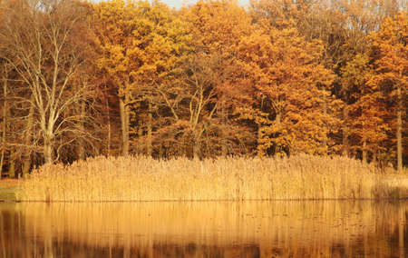 reflection of trees in the lake automn yellow waterの写真素材