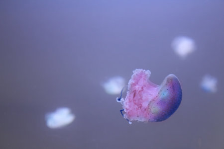 Blue transparent jellyfish floats through waterの写真素材