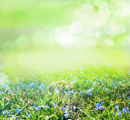 grass and flower field under the morning sunlightの写真素材