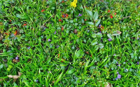 Flower meadow, Grass, grassy backgroundの写真素材