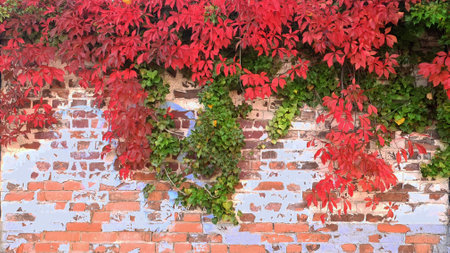 Brick Wall and Red Plantの写真素材