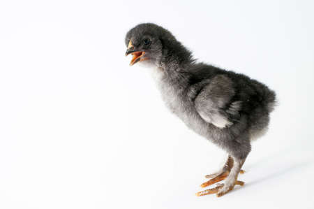 Little chicken on white backgroundの写真素材