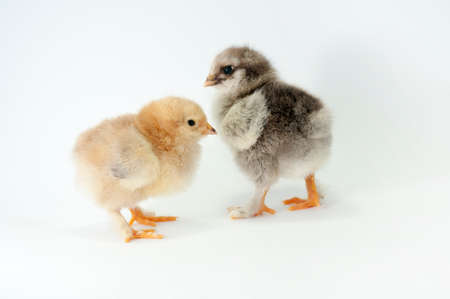 Little chicken on white backgroundの写真素材