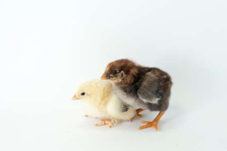 Little chicken on white backgroundの写真素材