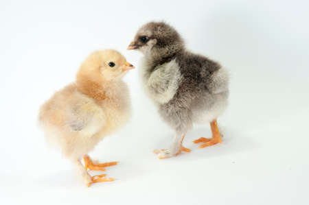 Litle chiken on white backgraundの写真素材