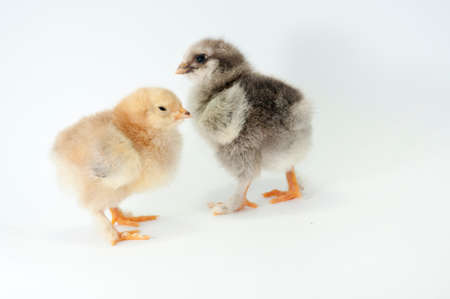 Litle chiken on white backgraundの写真素材