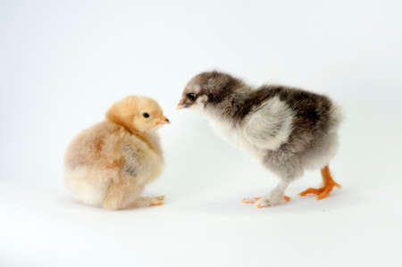 Litle chiken on white backgraundの写真素材