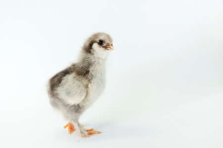 Litle chiken on white backgraundの写真素材