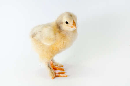 Litle chiken on white backgraundの写真素材