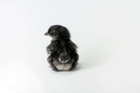 Litle chiken on white backgraundの写真素材