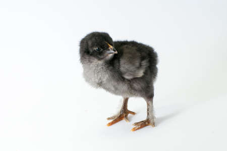 Litle chiken on white backgraundの写真素材