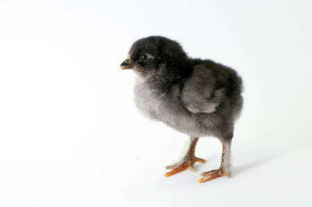 Little chicken on white backgroundの写真素材