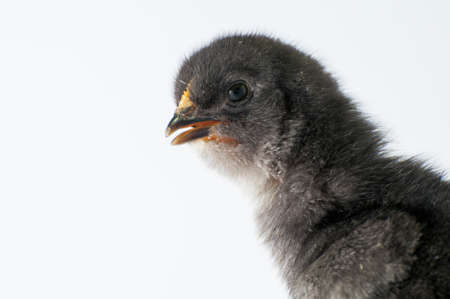 Litle chiken on white backgraundの写真素材