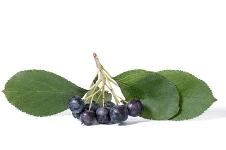 Black chokeberry - aronia on a white backgroundの写真素材