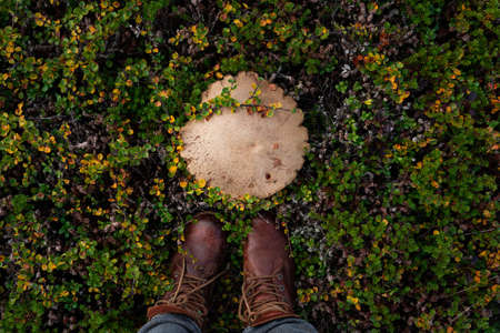 A giant edible mushroom on northern plant coverの写真素材
