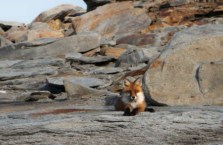 Red fox lying on a cliff in its natural habitatの写真素材