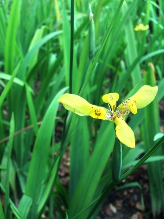 a yellow flower stands out from the green grasses