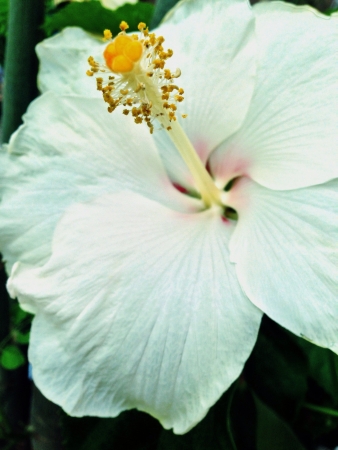 A white Hibiscus flower famously known as Gumamela in the Philippines.の素材