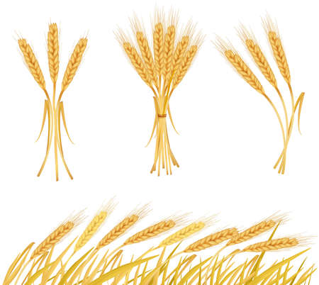 Ripe yellow wheat ears, agricultural   illustration のイラスト素材
