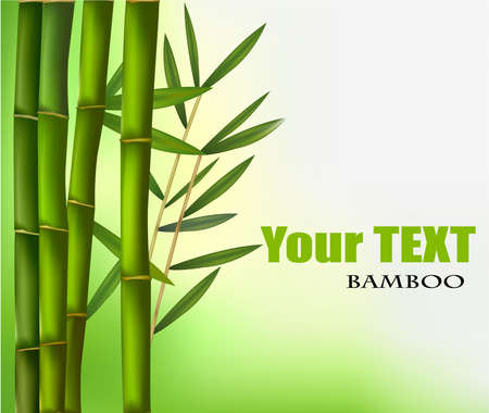 Bamboo background with copy space. Vector illustration. のイラスト素材