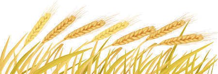 The ears of wheat のイラスト素材