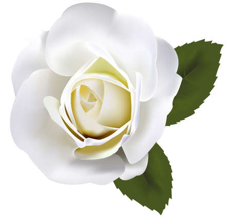 Beautiful white rose with green leaves のイラスト素材