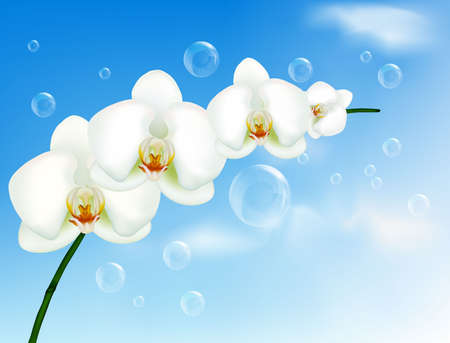 Beautiful orchid with bubbles on the blue sky. のイラスト素材