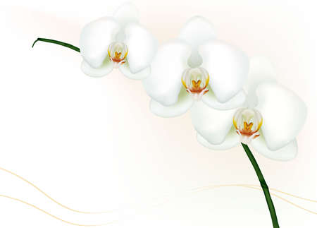 Beautiful white orchid isolated on white.  のイラスト素材