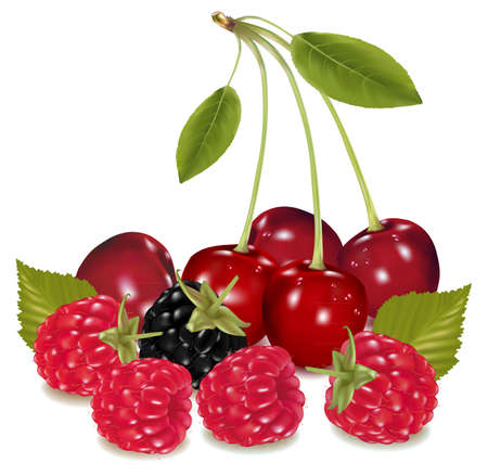 Photo-realistic illustration. Group of berries. のイラスト素材