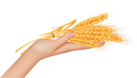 Wheat ears in the hand.Harvest concept. Vector. のイラスト素材