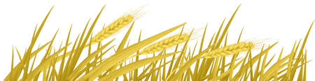 The ears of wheat. Vector. のイラスト素材