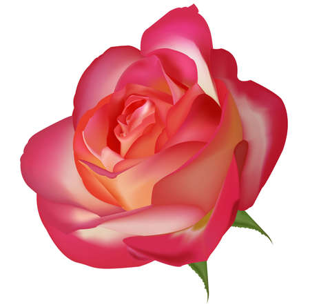 Beautiful tea rose on a white background. Vector. のイラスト素材