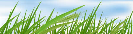 Green grass on the blue sky. のイラスト素材