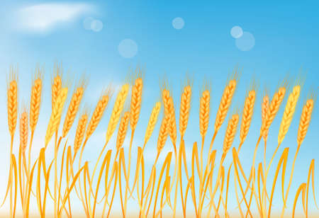 Ripe yellow wheat ears on the blue sky. Vector illustration. のイラスト素材