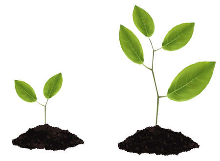 photo-realistic illustration. two plants. のイラスト素材