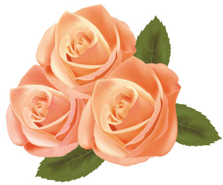 Beautiful tea roses with green leaves. Vector. のイラスト素材