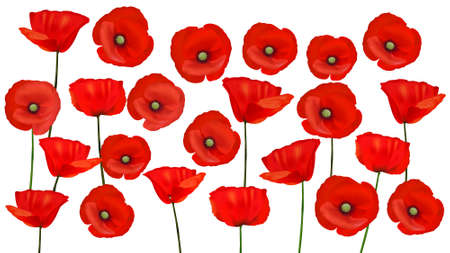 Background with beautiful red poppies. のイラスト素材