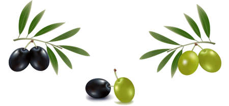 Green and black olives with leaves. のイラスト素材
