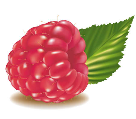 Raspberry with leave. のイラスト素材