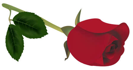Red rose with green leaves. のイラスト素材