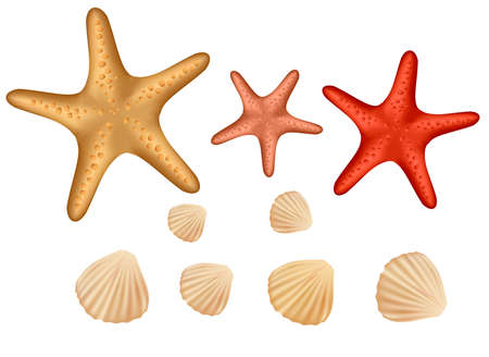 Seashell collection isolated on white background. Vector のイラスト素材