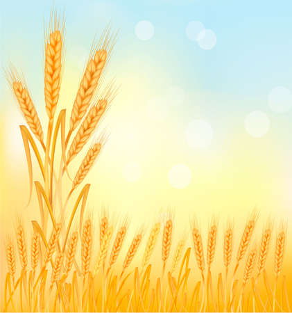 Background with ripe yellow wheat ears.のイラスト素材