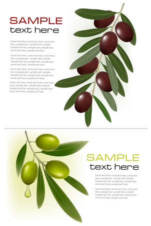 Two backgrounds with green and black olives. illustration.のイラスト素材